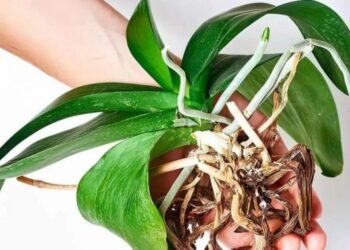 Die meisten Leute stellen die Orchidee an die falsche Stelle, deshalb blüht sie nicht.