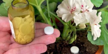 1 Tablette reicht aus, um jede Hausblume zum Blühen zu bringen: Sie erwacht sofort zum Leben