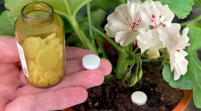 1 Tablette reicht aus, um jede Hausblume zum Blühen zu bringen: Sie erwacht sofort zum Leben