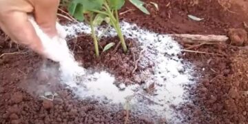 Backpulver ist der beste Freund eines Gärtners: Hier sind 10 clevere Anwendungen im Garten