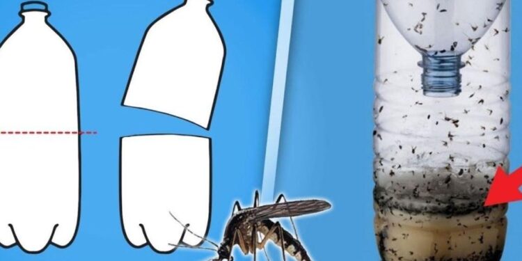 Mini hausgemachte Mückenfalle super einfach zu machen