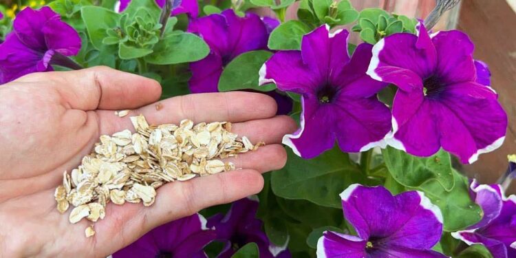 Orchideen, Petunien, Rosen, Geranien und viele andere Pflanzen blühen ohne Unterbrechung