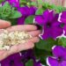 Orchideen, Petunien, Rosen, Geranien und viele andere Pflanzen blühen ohne Unterbrechung