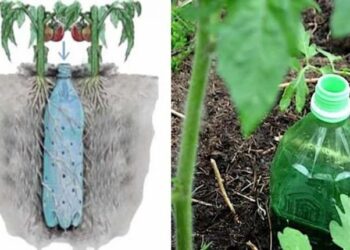 So machen Sie eine automatische Tomatenbewässerung mit einer Flasche!