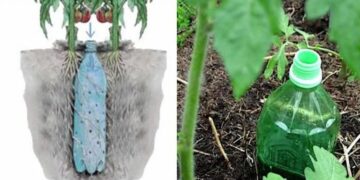 So machen Sie eine automatische Tomatenbewässerung mit einer Flasche!