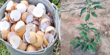 11 Verwendungsmöglichkeiten für Eierschalen für Haus und Garten