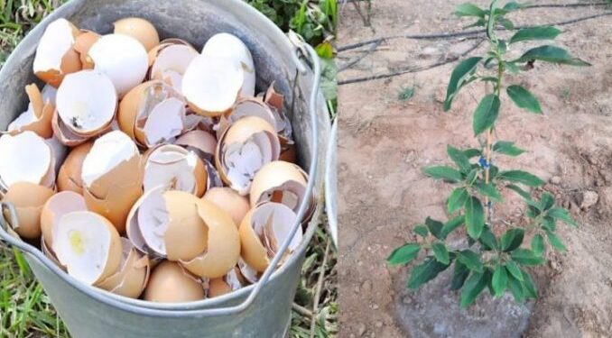 11 Verwendungsmöglichkeiten für Eierschalen für Haus und Garten