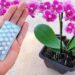 Nur 1 Tablette reicht aus, um sie für immer blühen zu lassen: So heilen Sie die Orchidee