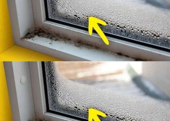 Wie entferne ich Feuchtigkeit aus dem Haus? 7 einfache Tricks