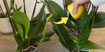 Gesunde und üppige Orchideen, wenn Sie diese Zutat verwenden: die Gärtnermethode