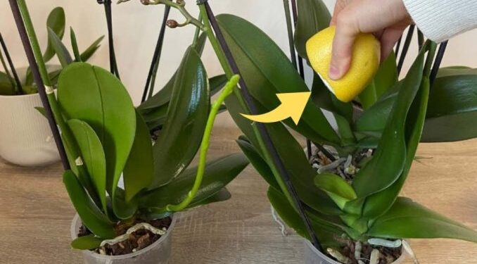 Gesunde und üppige Orchideen, wenn Sie diese Zutat verwenden: die Gärtnermethode