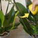 Gesunde und üppige Orchideen, wenn Sie diese Zutat verwenden: die Gärtnermethode