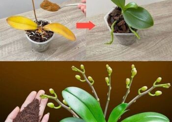 Nur ein Teelöffel, und plötzlich blüht die Orchidee auf wundersame Weise mit vielen Blumen