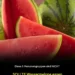 Diese 5 Personengruppen sollten keine Wassermelone essen
