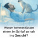 Warum kommen Katzen dir beim Schlafen ins Gesicht?