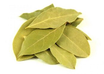 Sehr unbekannte Wunderbare Vorteile von Lorbeerblatt
