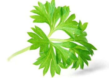 Untersuchen Sie die Vorteile von Petersilie für Ihre Gesundheit