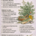 Wermut (Artemisia absinthium) – Die Königin der Bitterkräuter
