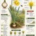 GELBE NARZISSE (Narcissus pseudonarcissus) – die Osterglocke des Frühlings
