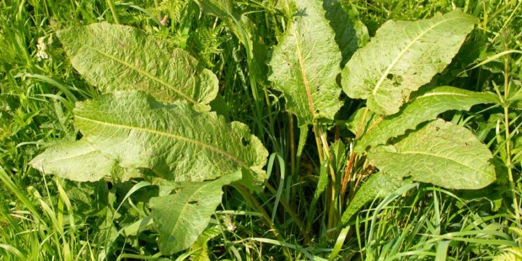 Dieses kleine Unkraut ist eines der nützlichsten Medikamente auf dem Planeten