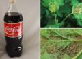 Du kannst coca cola und pepsi als pestizide verwenden, also warum trinken wir das zeug noch?