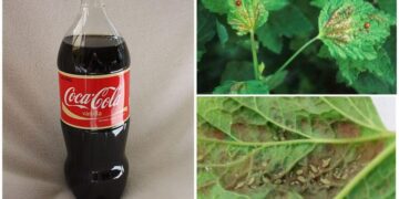 Du kannst coca cola und pepsi als pestizide verwenden, also warum trinken wir das zeug noch?