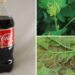Du kannst coca cola und pepsi als pestizide verwenden, also warum trinken wir das zeug noch?