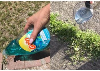 Ein Gärtner zeigt einen einfachen Trick, mit dem sich Unkraut schnell, günstig und effektiv entfernen lässt!