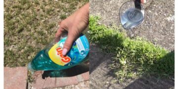 Ein Gärtner zeigt einen einfachen Trick, mit dem sich Unkraut schnell, günstig und effektiv entfernen lässt!