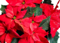 Der Weihnachtsstern blüht jedes Jahr aufs Neue üppig und bunt mit diesen 3 einfachen Kinderzimmer-Hacks