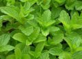 After Eight Likör selber machen: Hier gibt es das Rezept für einen leckeren Schoko Minz Likör