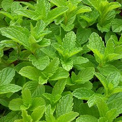 After Eight Likör selber machen: Hier gibt es das Rezept für einen leckeren Schoko Minz Likör